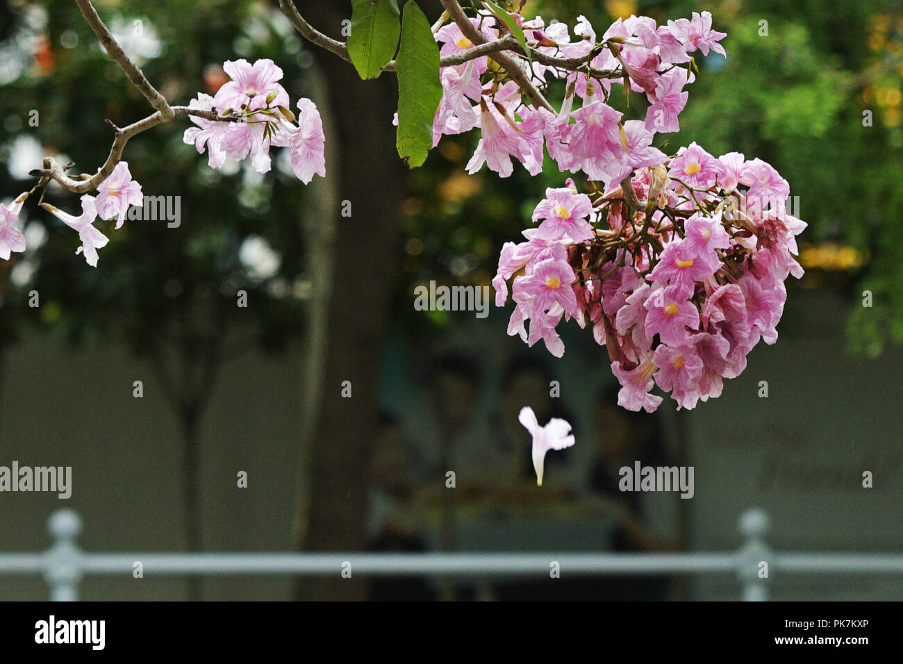 Singapur. 11 Sep, 2018. Trompete Baum Blumen blühen in Singapur an Sept. 11, 2018. Credit: Dann Chih Wey/Xinhua/Alamy leben Nachrichten Stockfoto