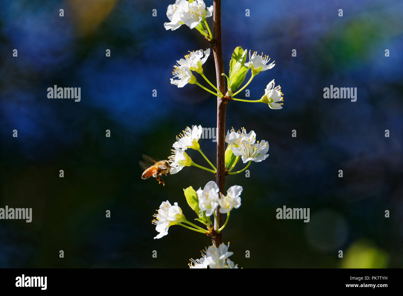 Honig Biene auf der Blüte einer billington Pflaume Stockfoto