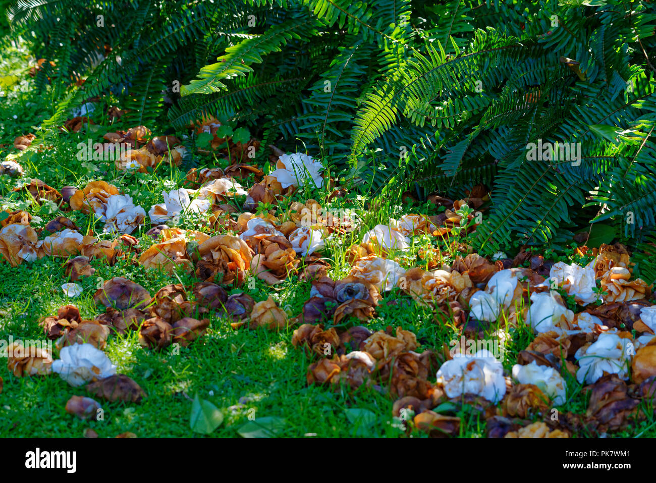 Tot Blütenblätter einer Camellia Bush auf dem Rasen Stockfoto