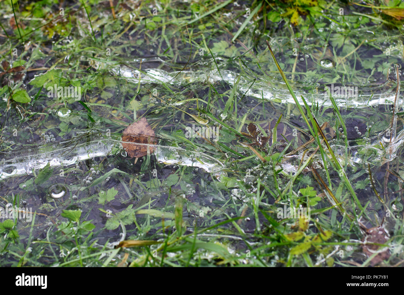 Gefrorenen Pfütze mit Luftblasen und Laub im späten Herbst close-up Stockfoto