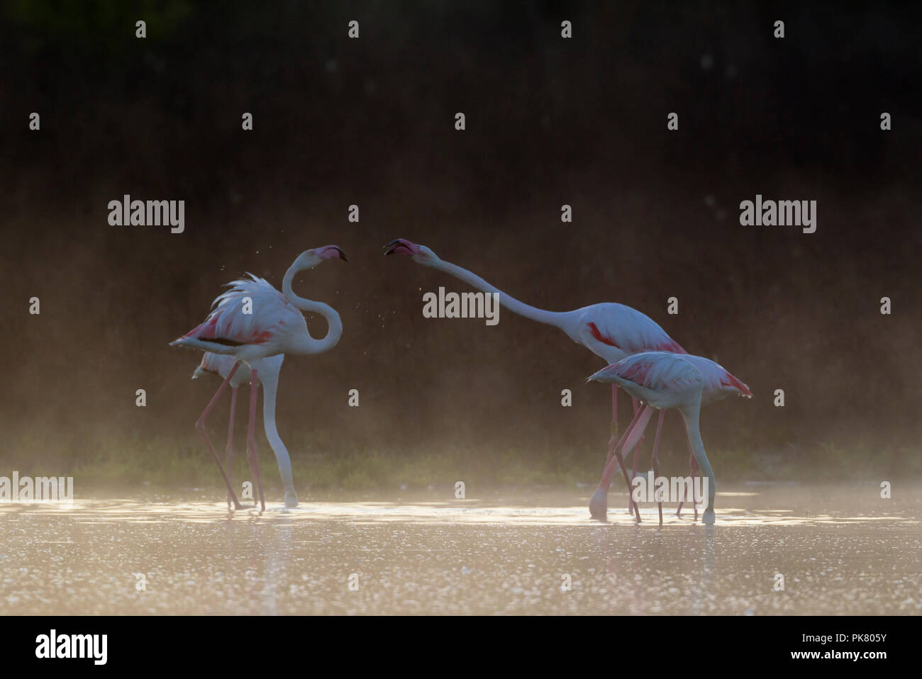 Mehr Flamingo (Phoenicopterus Roseus), zwei Paare, Fütterung Weibchen und streitenden Männer, an einem kalten und nebligen Morgen im Stockfoto