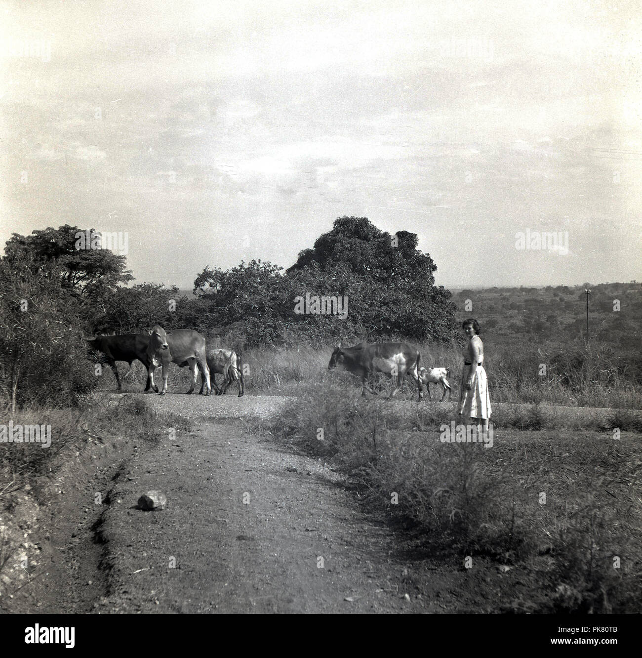 1950, historische, in der Nähe von Entebbe, einer britischen lady Landwirt von Rindern, die auf einer Schiene, Uganda. Stockfoto