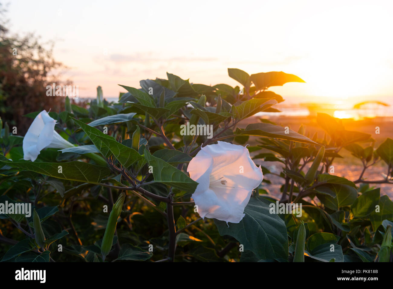 Blüte Bush von jimson Weed, Datura inoxia Blume Stockfoto