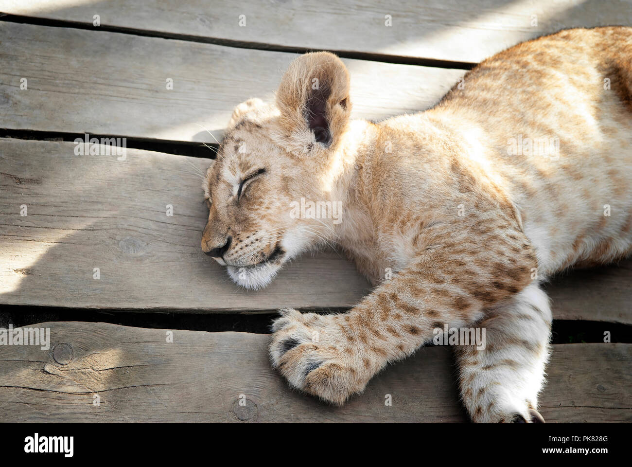 Baby lion schlafen friedlich Nahaufnahme im Sonnenlicht. Stockfoto