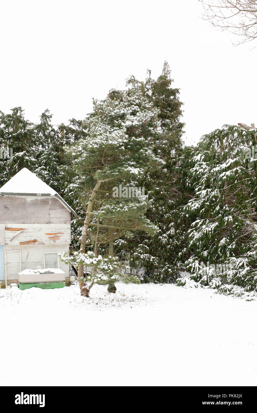 Schnee Landschaft, im Gartenhaus mit Bäumen. Stockfoto