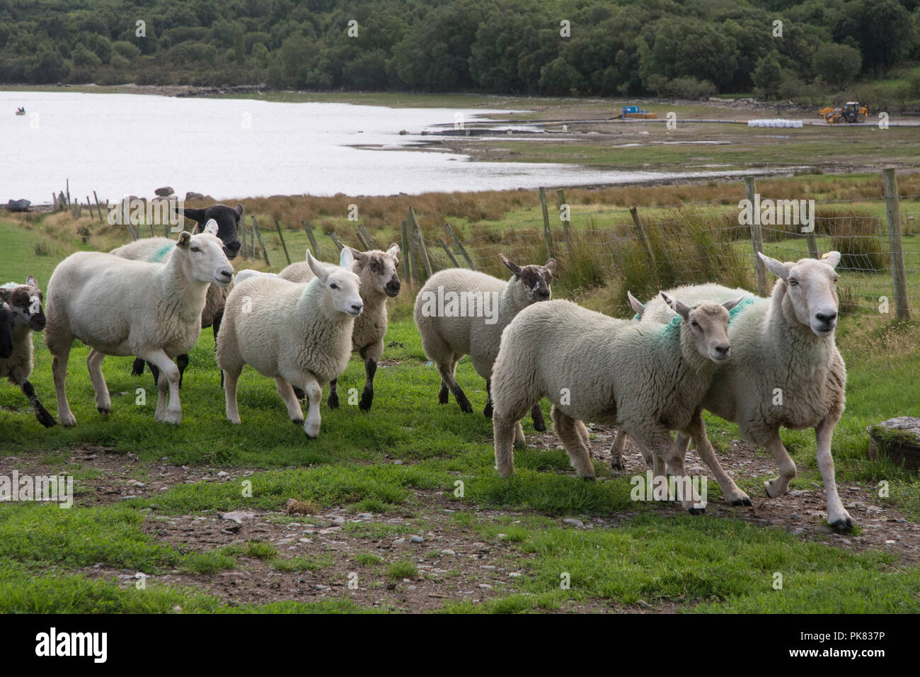 Eine Reise nach Irland zeigte das Land mit allen Schattierungen von Grün. Stockfoto