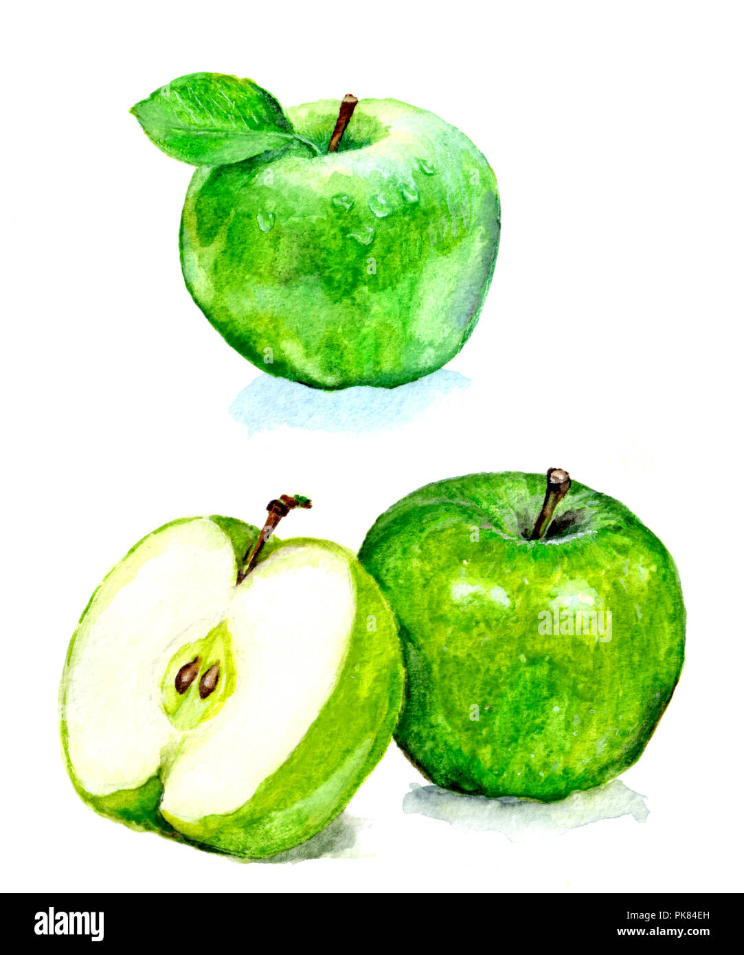Green Apple. Aquarell Abbildung. hand Zeichnung. äpfel Aquarell Stockfoto