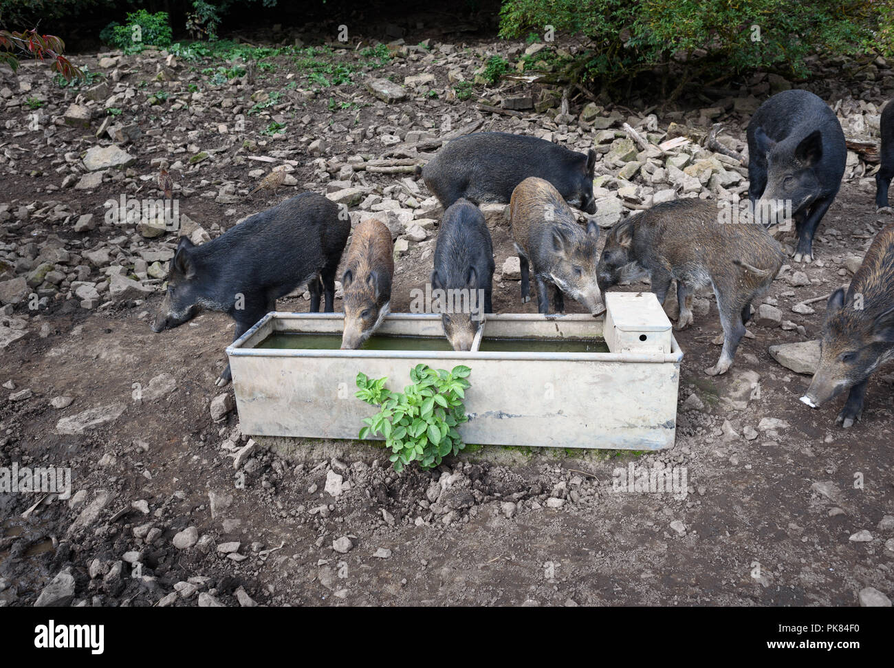 Junge Wildschwein das Trinken aus einem Wassertank. Stockfoto