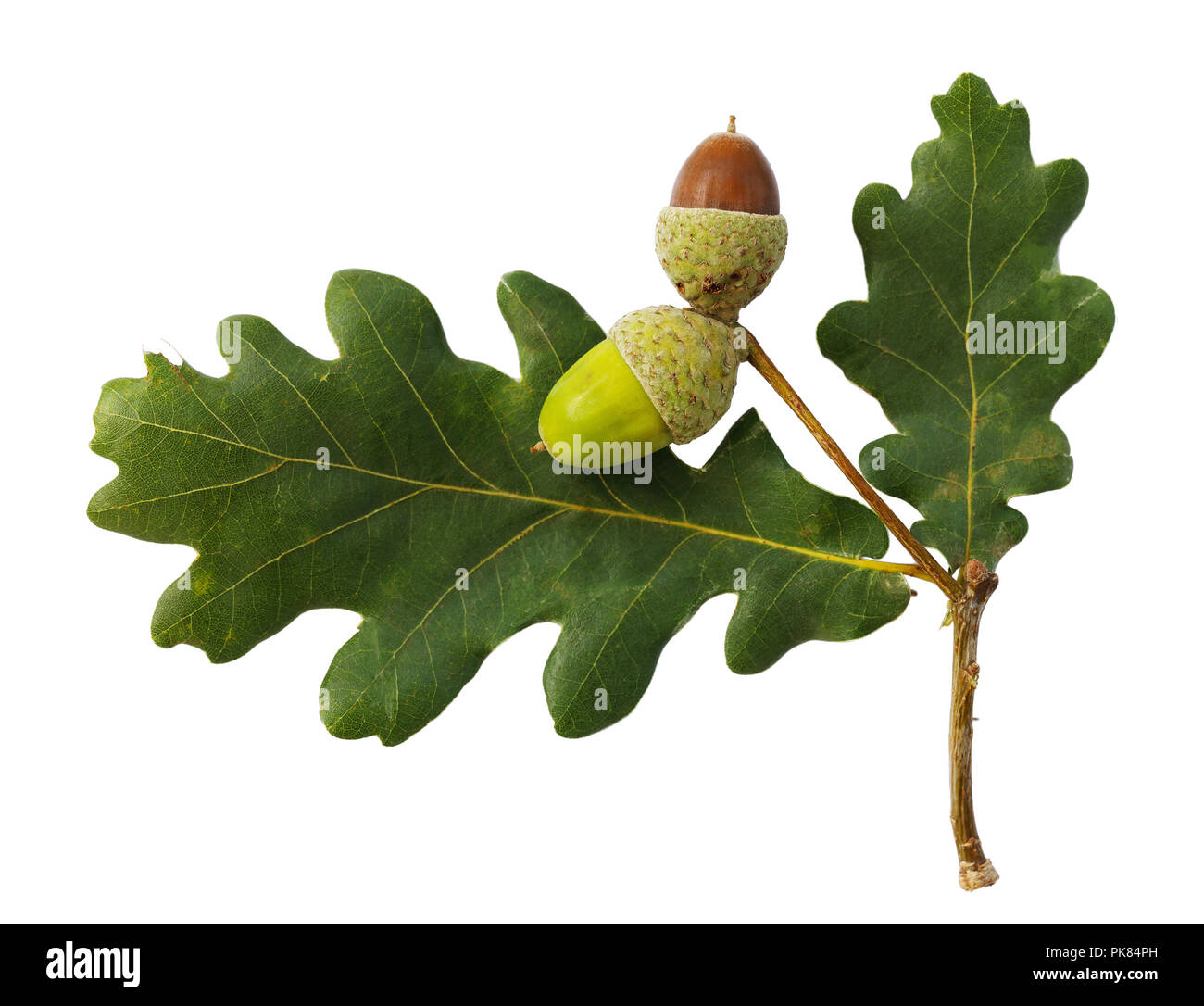 Eicheln, die isoliert auf weißem Hintergrund Stockfoto