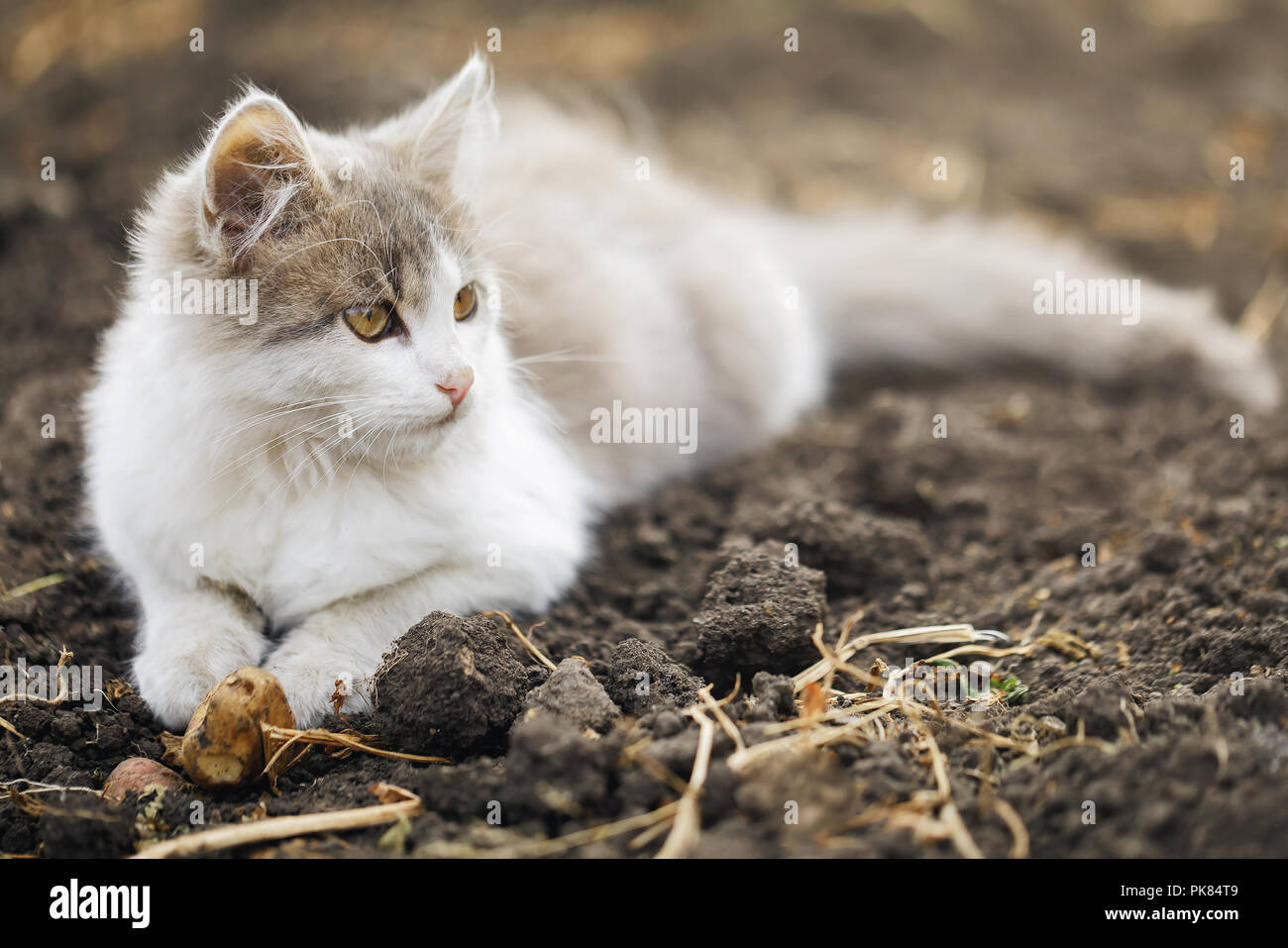 Cute grau-weiße Katze auf dem Boden liegend Stockfotografie - Alamy