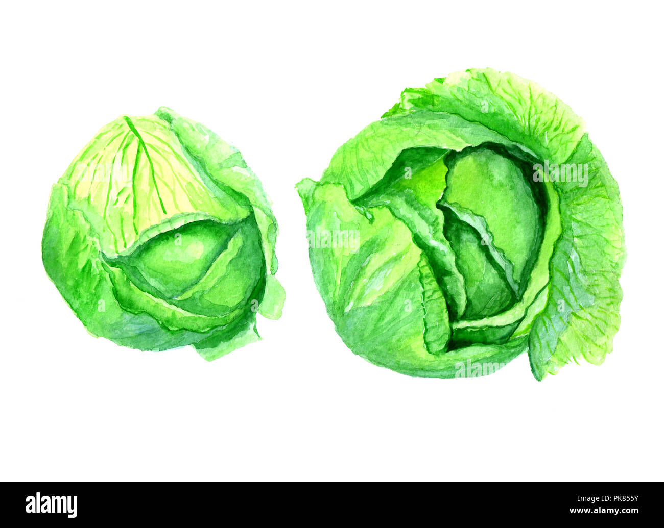 Gemüse gemalte Aquarell. Stecker Grünkohl auf weißem Hintergrund Stockfoto