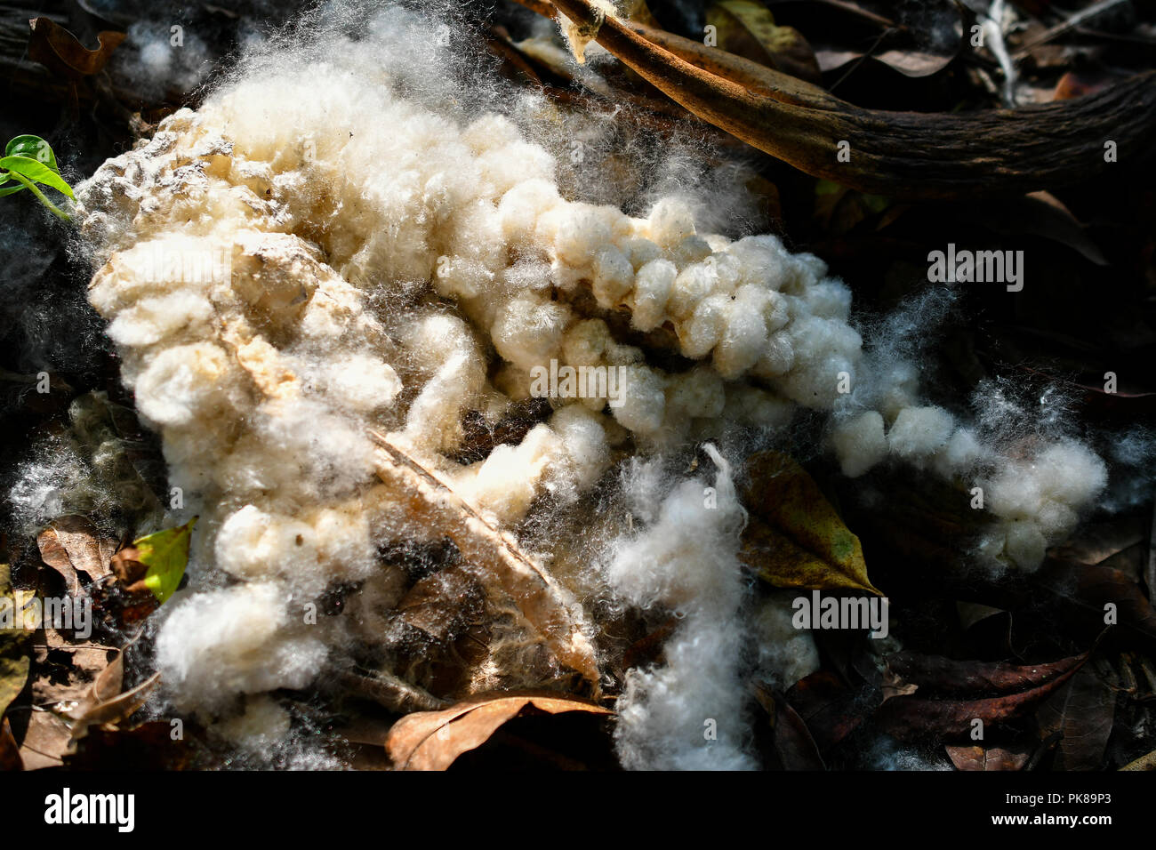 Kapok silk Cotton Tree Samenverbreitung Stockfoto