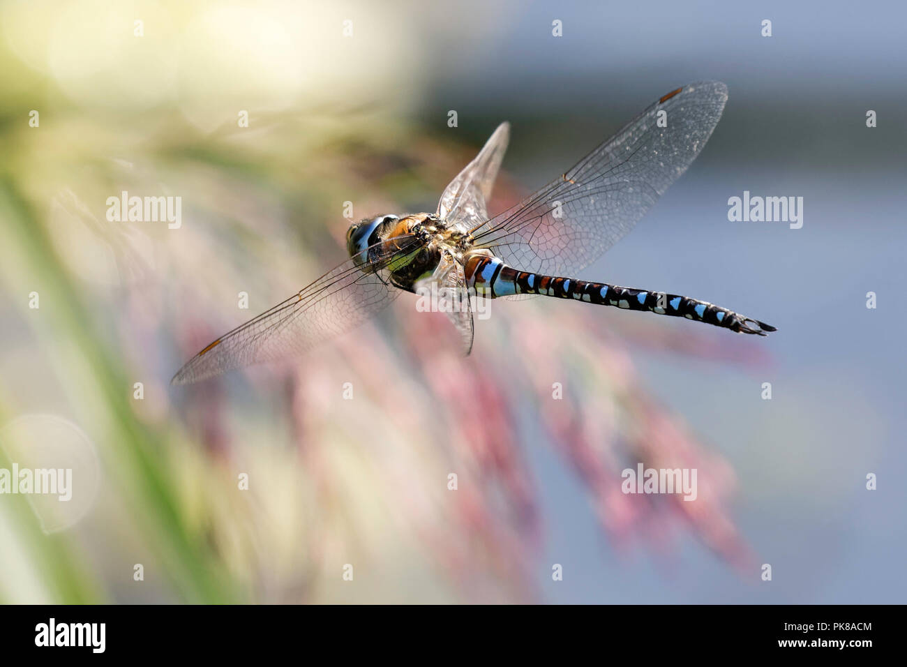 Migrationshintergrund Hawker Libelle im Flug Stockfoto