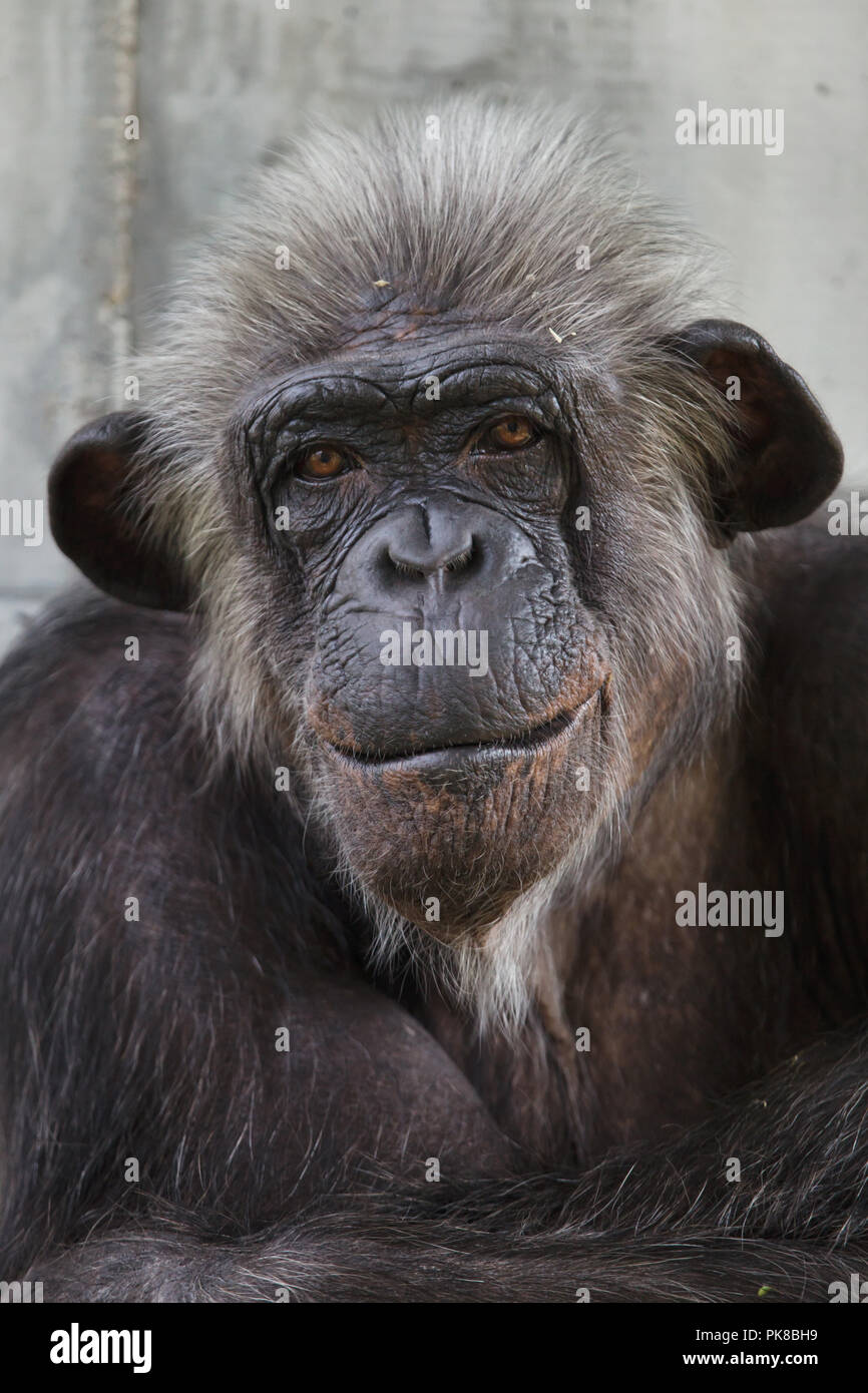 Gemeinsame Schimpanse (Pan troglodytes), auch als die robuste Schimpansen bekannt. Stockfoto