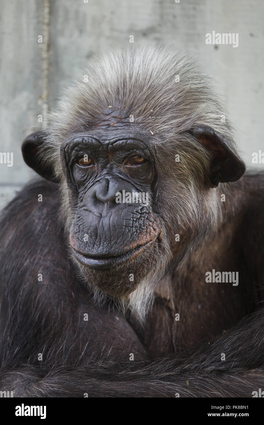 Gemeinsame Schimpanse (Pan troglodytes), auch als die robuste Schimpansen bekannt. Stockfoto