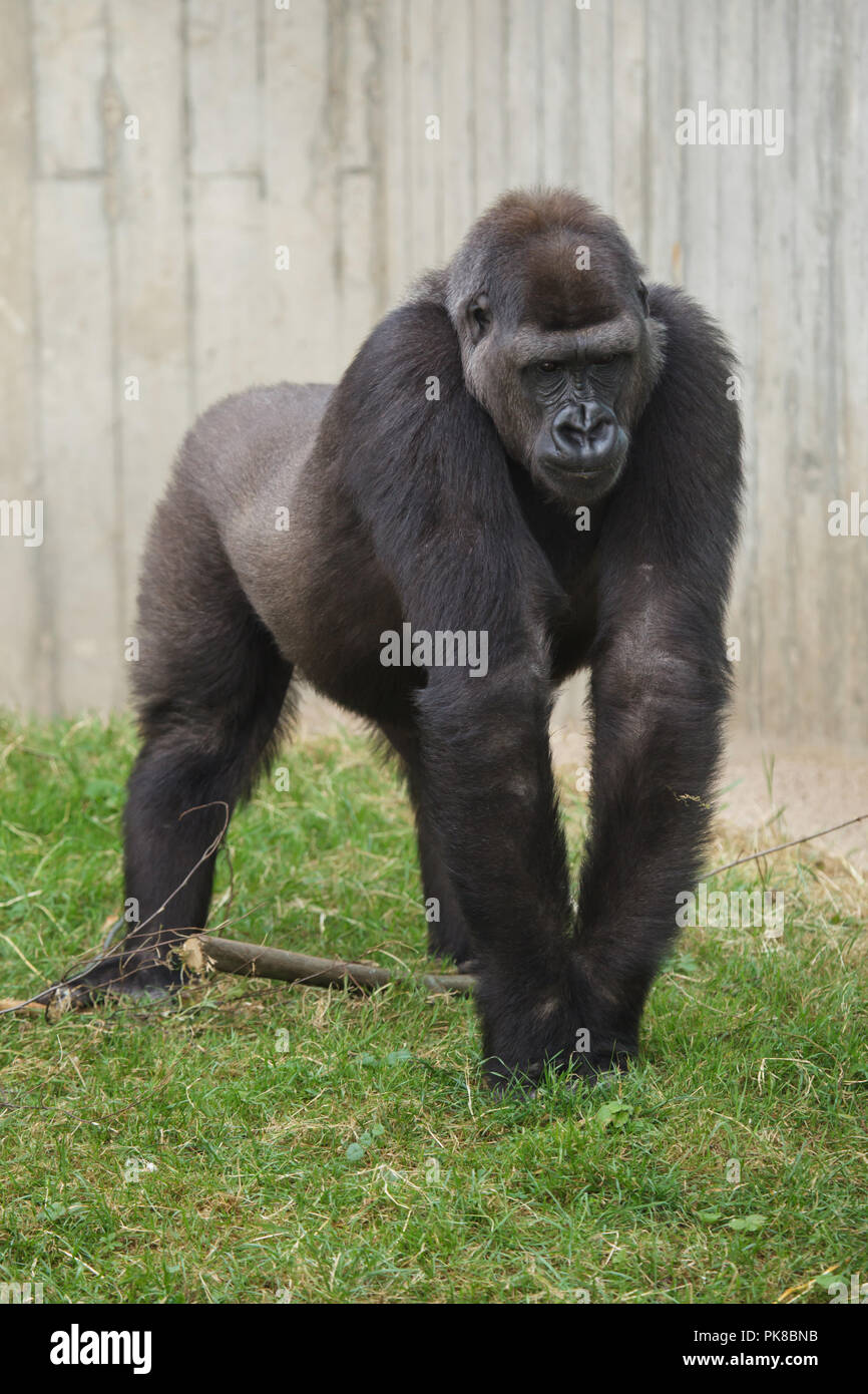 Westlicher Flachlandgorilla (Gorilla gorilla Gorilla). Stockfoto