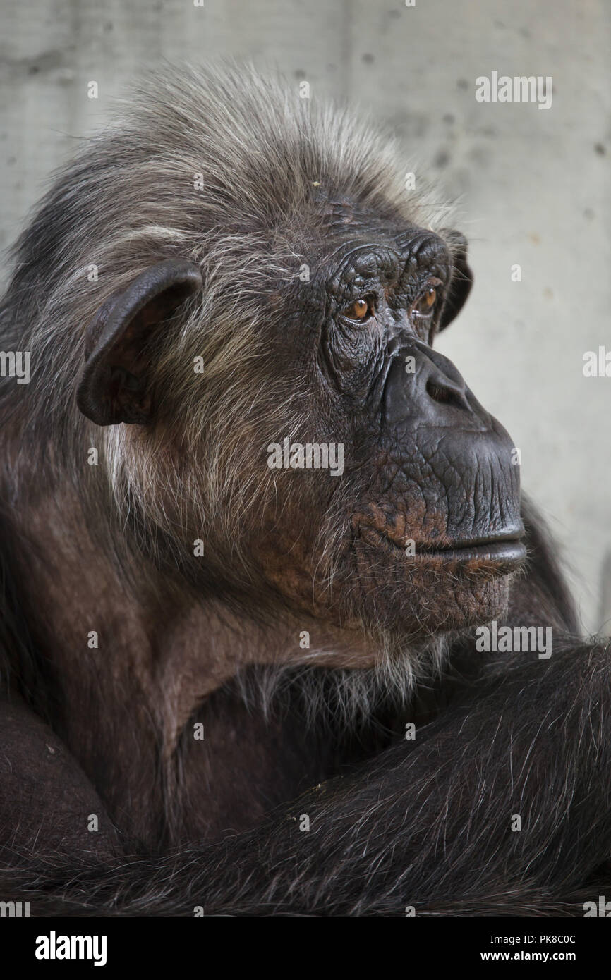 Gemeinsame Schimpanse (Pan troglodytes), auch als die robuste Schimpansen bekannt. Stockfoto