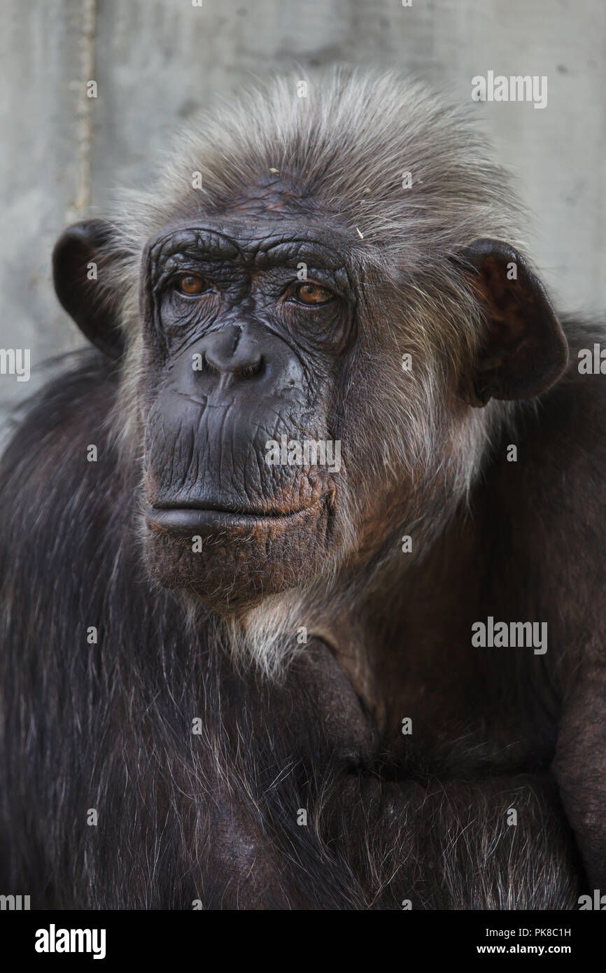 Gemeinsame Schimpanse (Pan troglodytes), auch als die robuste Schimpansen bekannt. Stockfoto