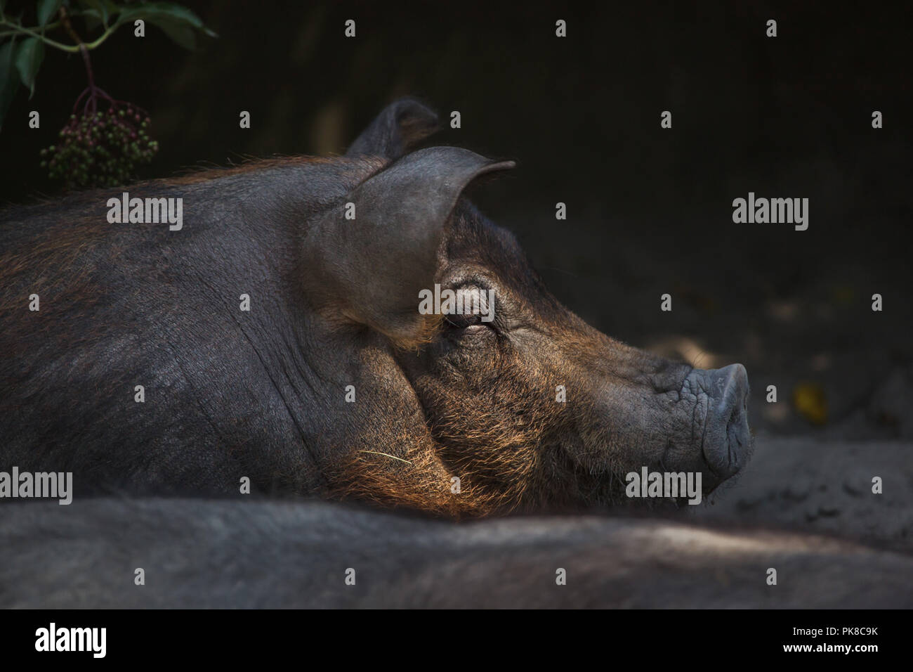 Duroc Schwein (Sus scrofa f. domesticus). Stockfoto