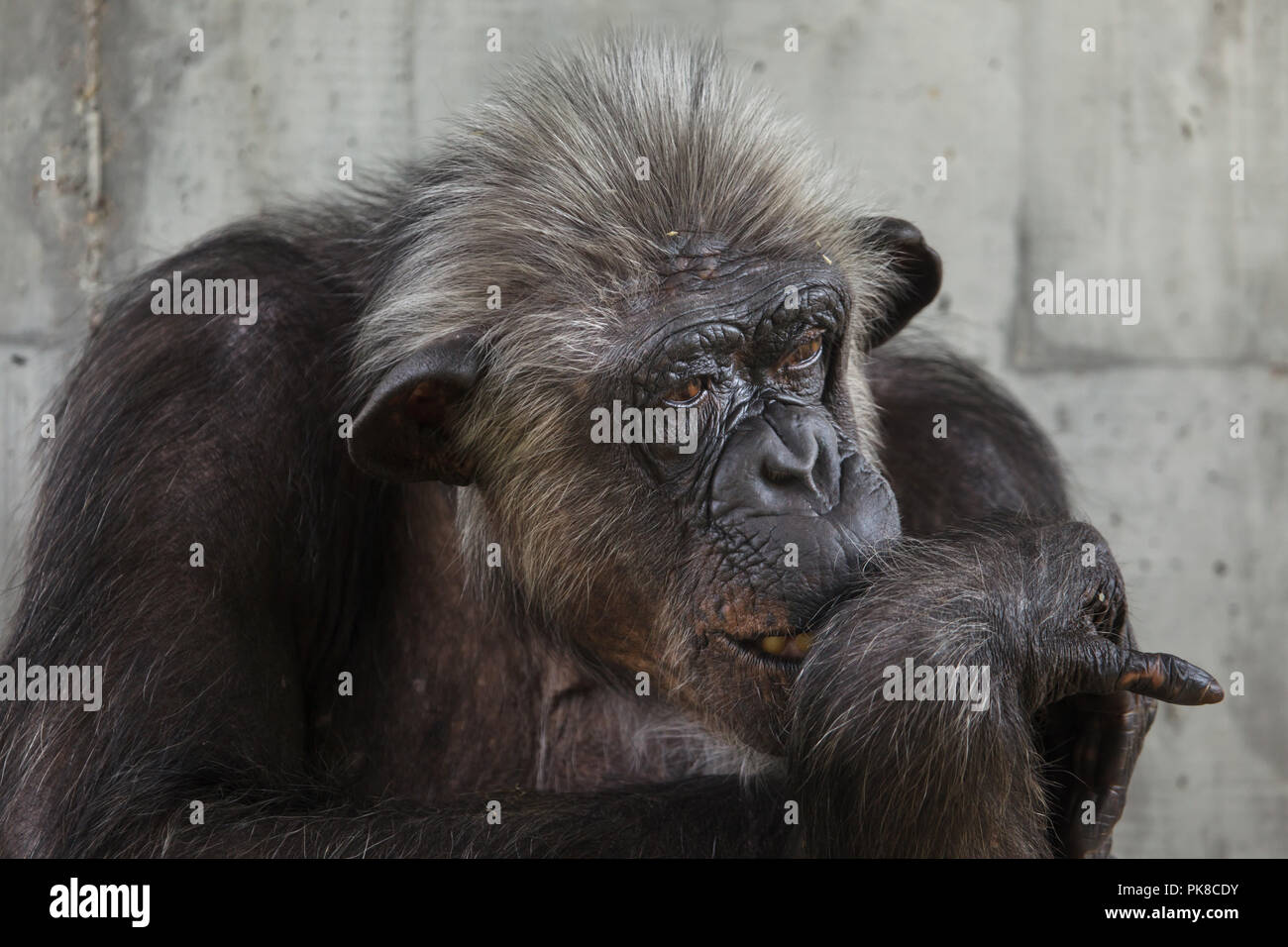 Gemeinsame Schimpanse (Pan troglodytes), auch als die robuste Schimpansen bekannt. Stockfoto