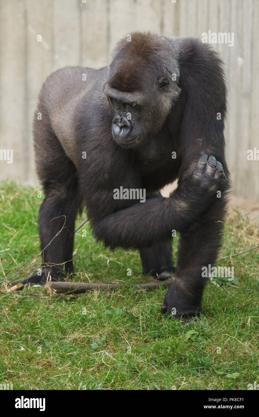 Westlicher Flachlandgorilla (Gorilla gorilla Gorilla). Stockfoto