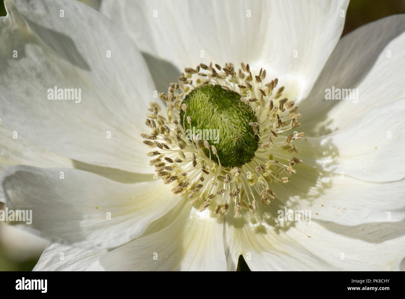 Poppy Anemone, Anemone coronaria, weiß Blütenblatt wie Tepalen, antheren und dicht Blütenstempel, Mai Stockfoto