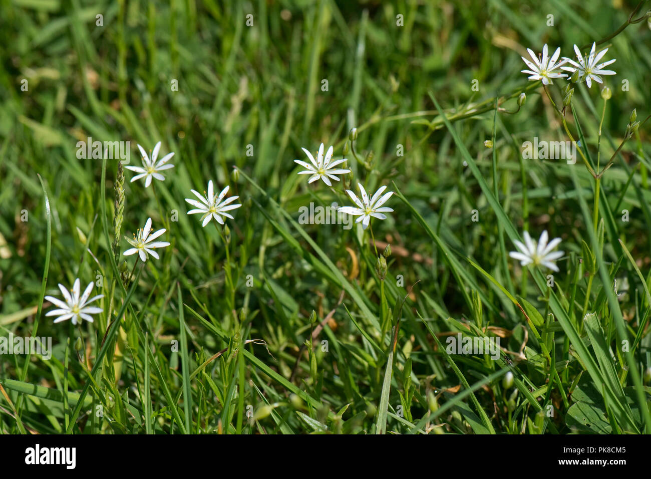 Weniger Sternmiere, gemeinsame starwort, Stellaria graminea, zarten weißen Blüten im Grünland, Berkshire, Juni Stockfoto