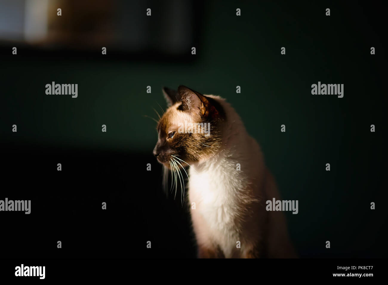 Profil Porträt einer Schokolade, Junge weibliche Siamesische Katze, durch Fenster Licht beleuchtet, in einem Raum mit dunklen grünen Wänden Stockfoto