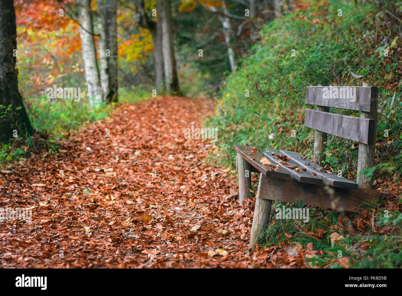 Herbstlandschaft mit einem verwitterten Holzbank an der Seite einer Gasse von getrockneten bunten Blättern bedeckt, in Füssen, Bayern, Deutschland. Stockfoto