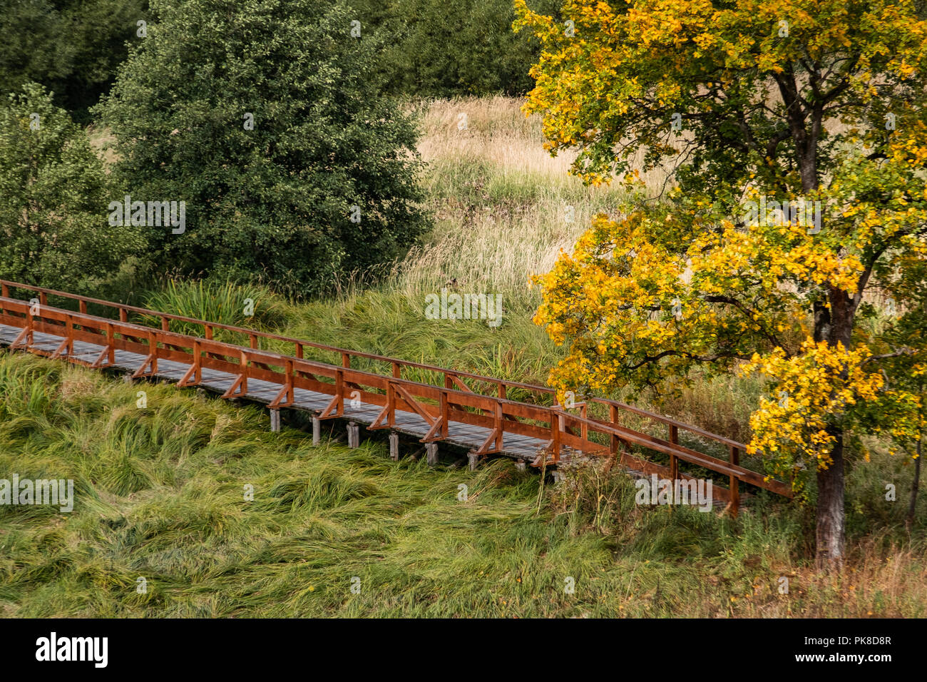 Holzbrücke über Feuchtwiese im Harz Stockfoto