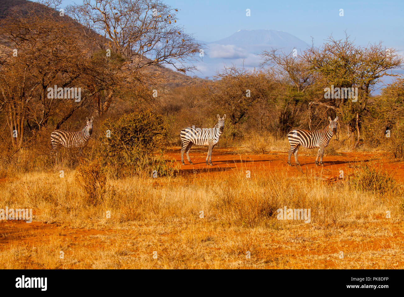 Zebras in der Savanne in Tsavo Ost, Kenia Stockfoto