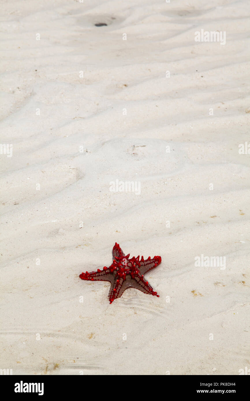 Ein Stern Fisch in Galu Beach, Kenia Stockfoto