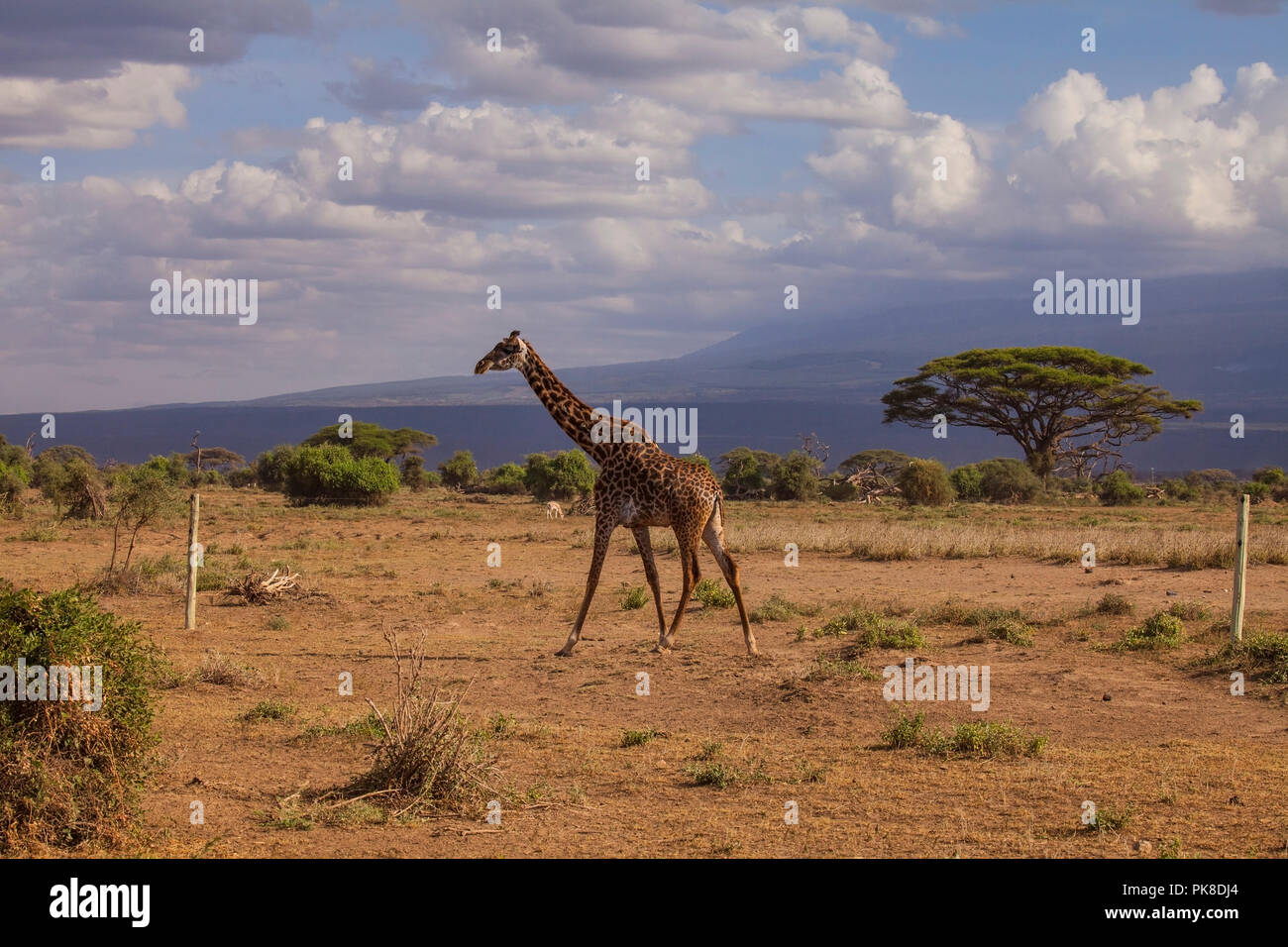 Giraffe im Tsavo West National Park Kenia. Stockfoto