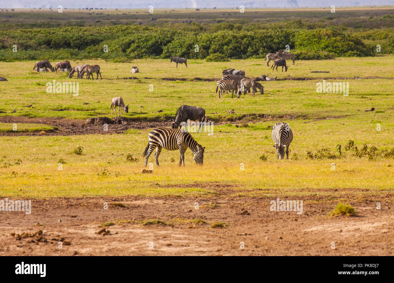 Zebras, Gnus, auch Gnus in Amboseli Park, Kenia Stockfoto