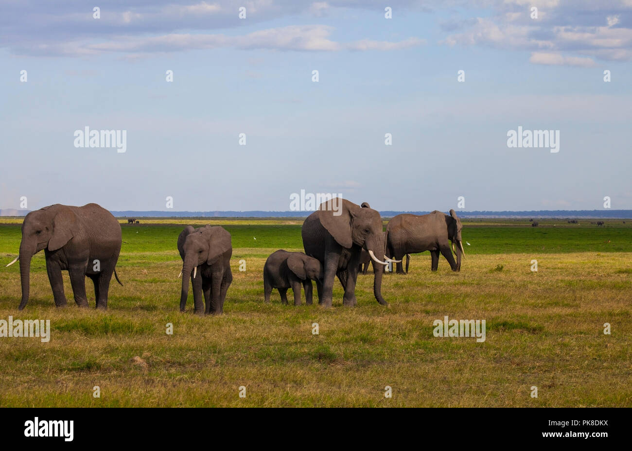 Amboseli National Park. Schöne Landschaft, majestätische Sicht auf den Mount Kilimanjaro und Elefanten... Stockfoto