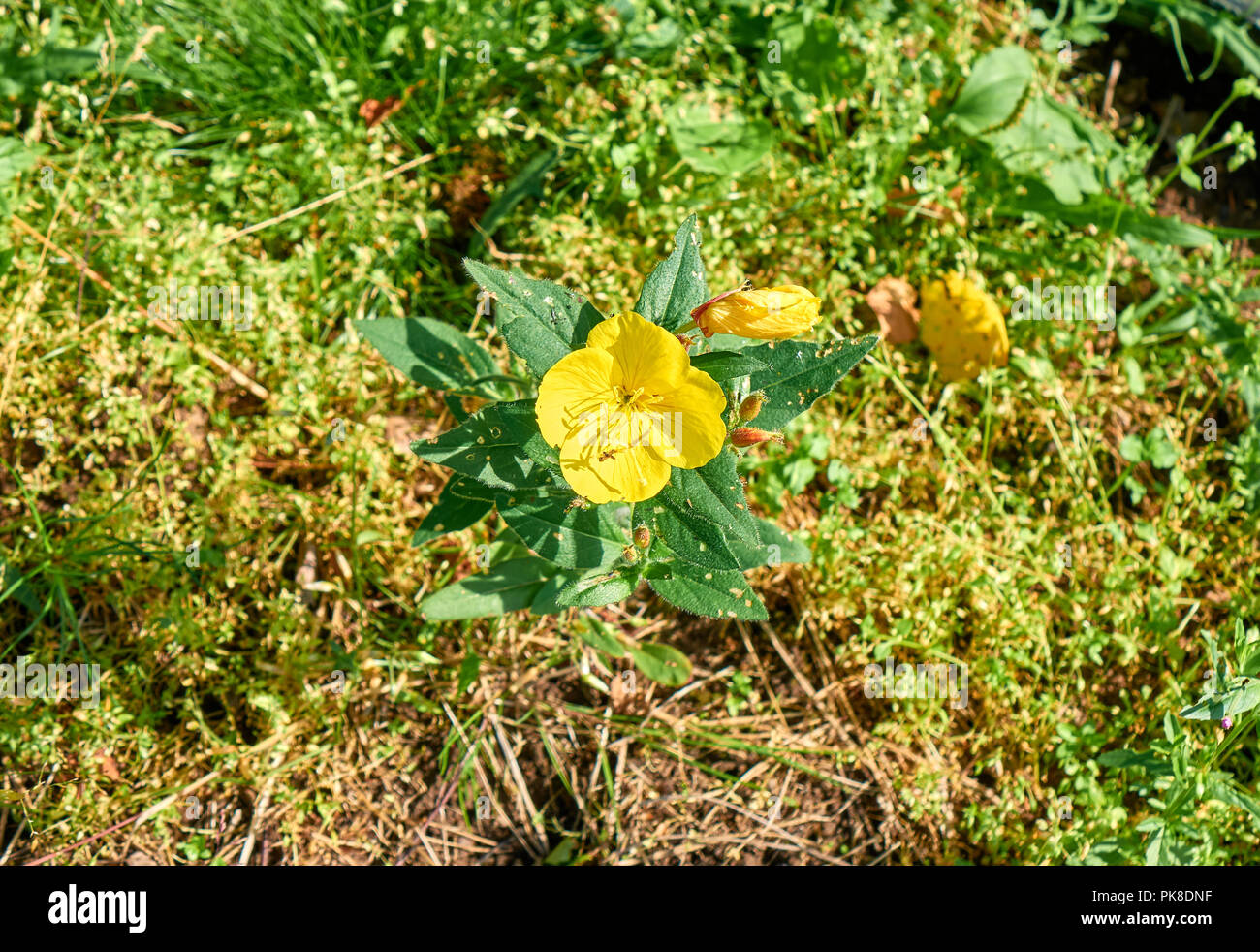 Einsame gelbe Blume wächst auf dem Hügel unter Sonnenlicht top Winkel Bild Stockfoto