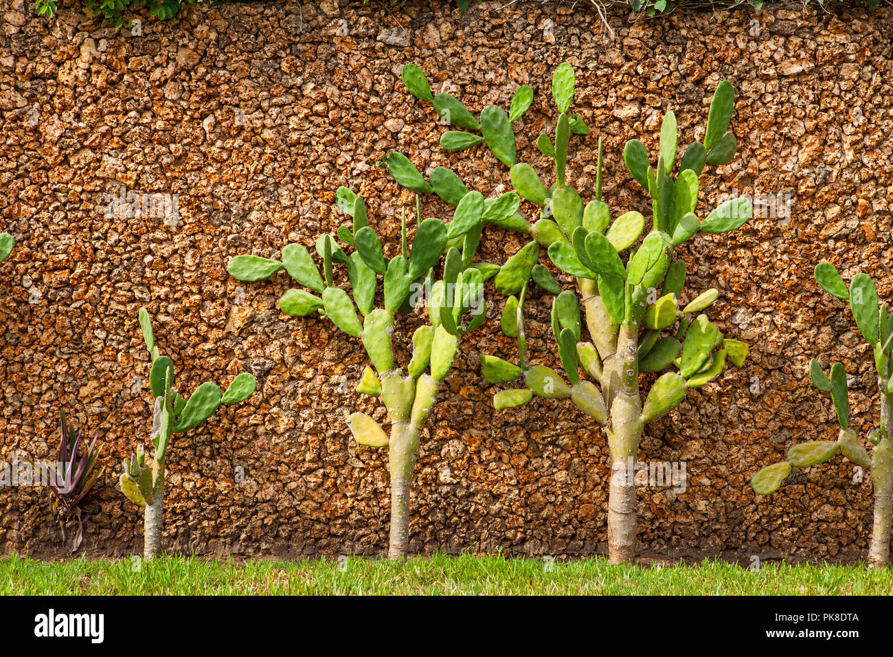 Kaktus, wachsen die Dekorative Stein Wand in einem kenianischen Dorf Stockfoto