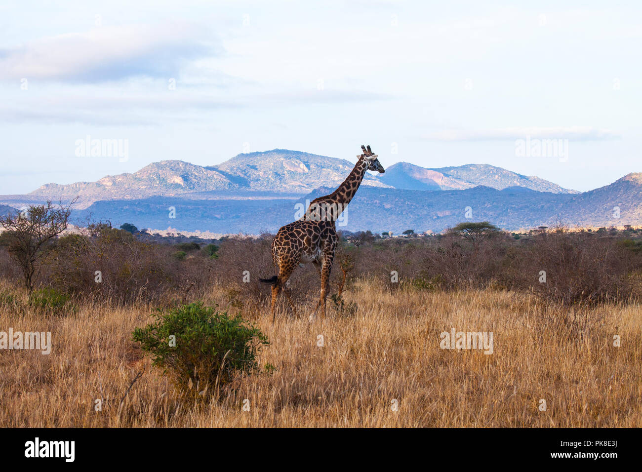 Giraffe im Tsavo West National Park Kenia. Stockfoto