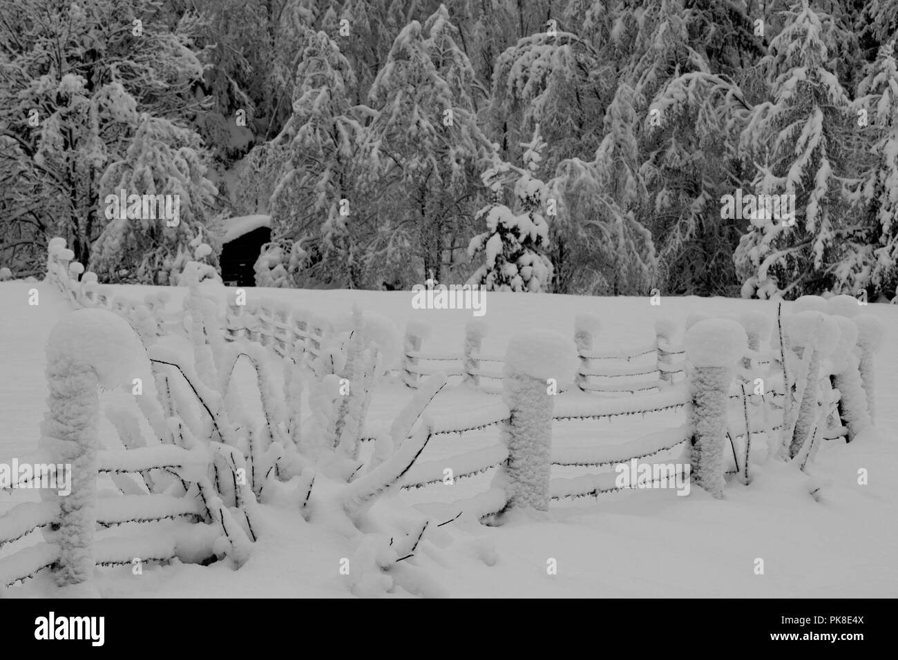 Diesem Artikel Neuschnee in der sulzau, Pinzgau, Österreich Stockfoto