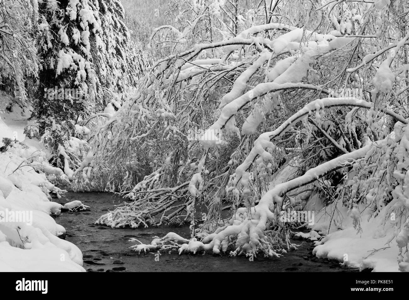 Spaziergang nach heftigen Schneefällen am Untersulzbach Stockfoto