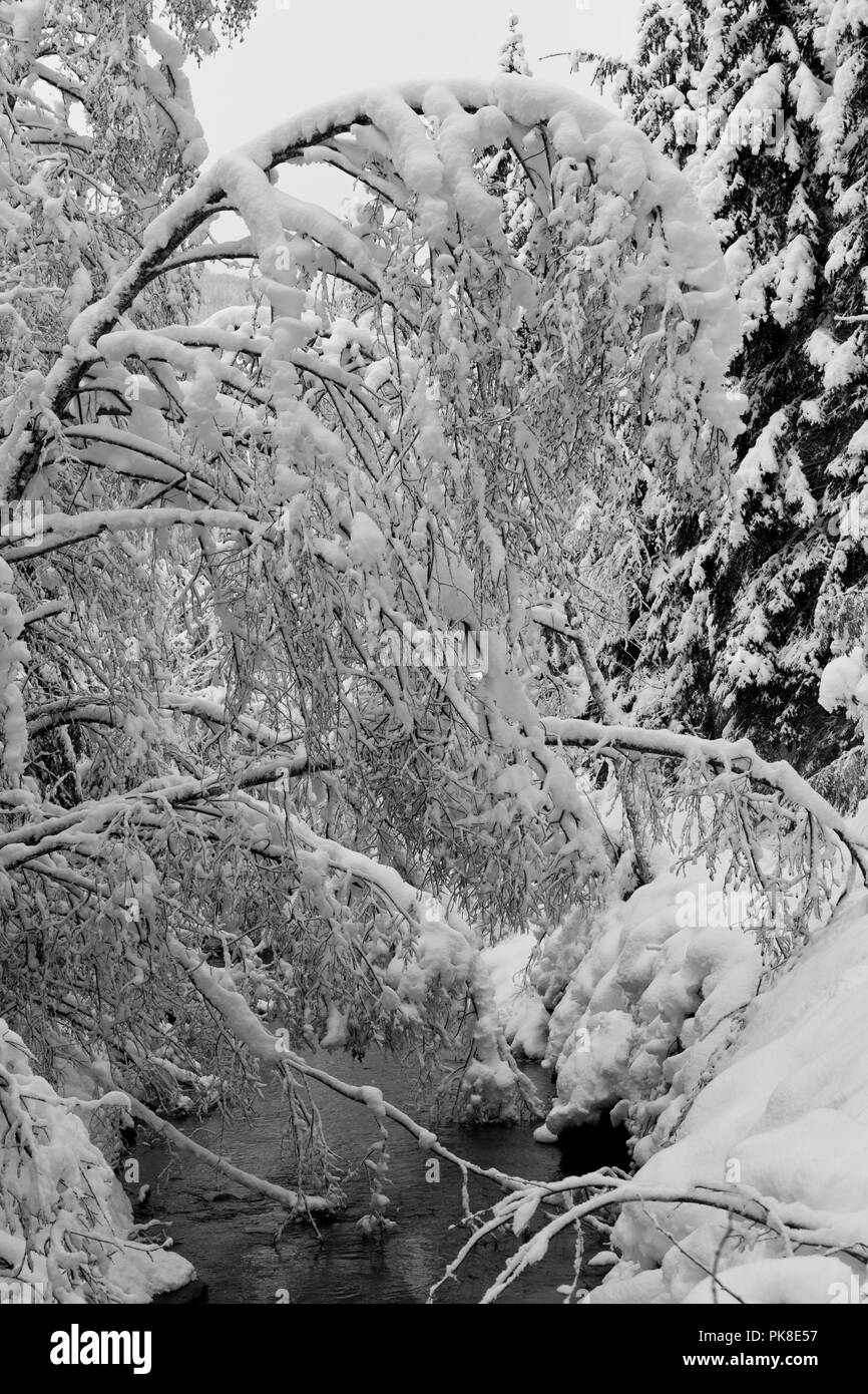 Spaziergang nach heftigen Schneefällen am Untersulzbach Stockfoto