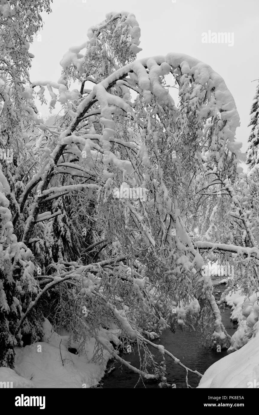 Spaziergang nach heftigen Schneefällen am Untersulzbach Stockfoto
