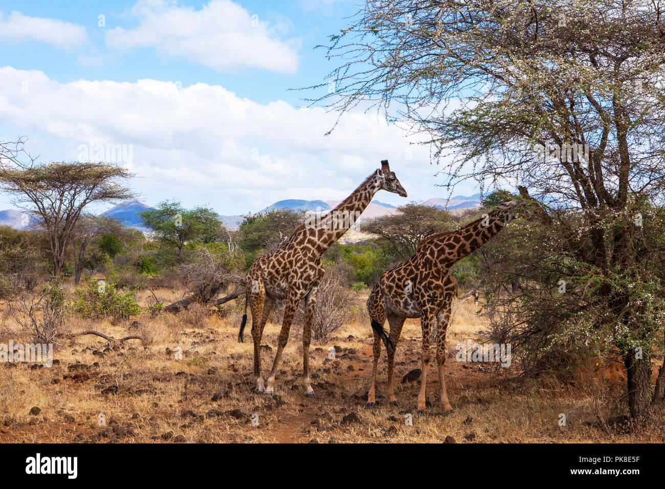 Baum giraffe im Amboseli Nationalpark in Kenia. Stockfoto