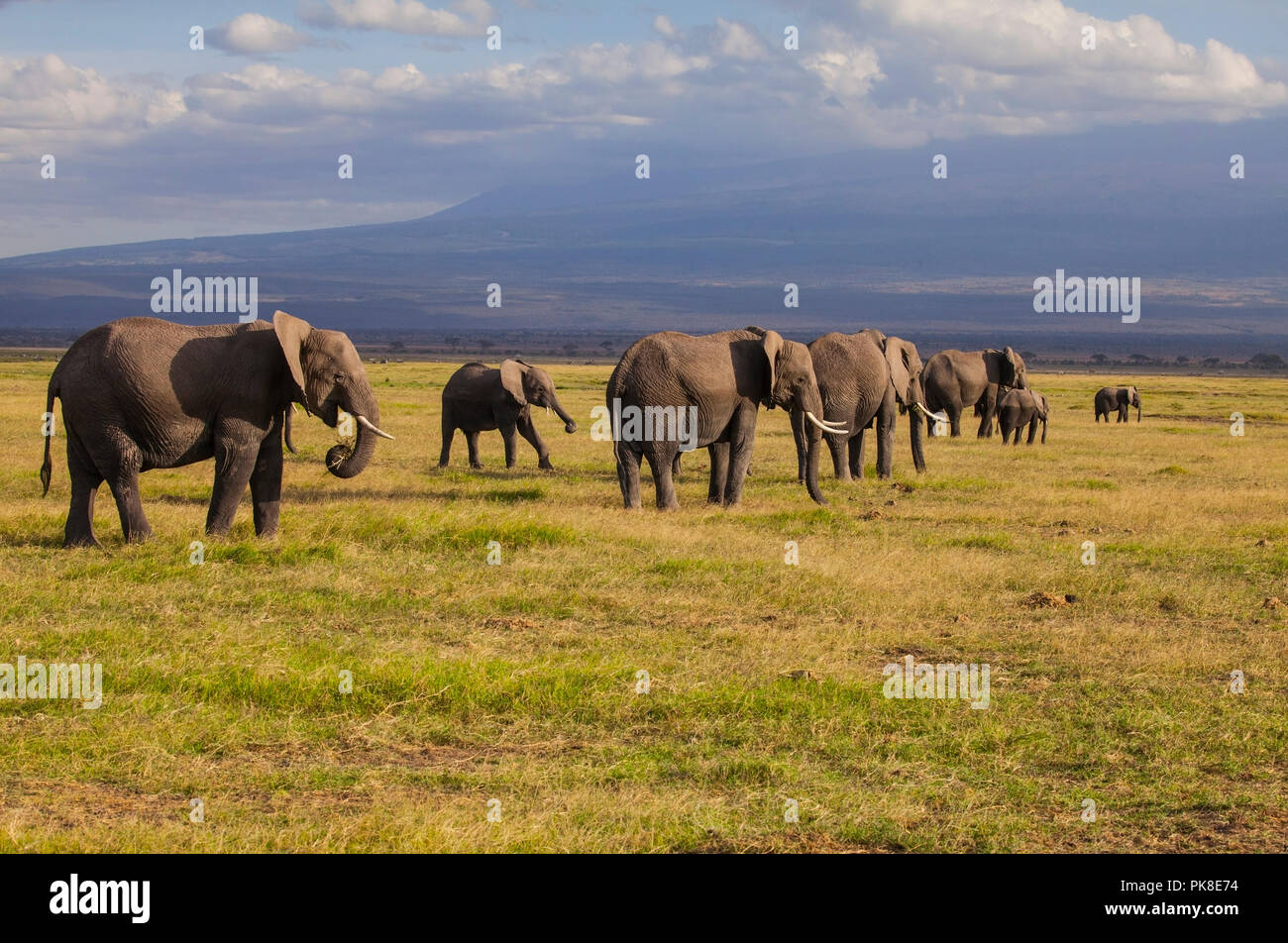 Amboseli National Park. Schöne Landschaft, majestätische Sicht auf den Mount Kilimanjaro und Elefanten... Stockfoto