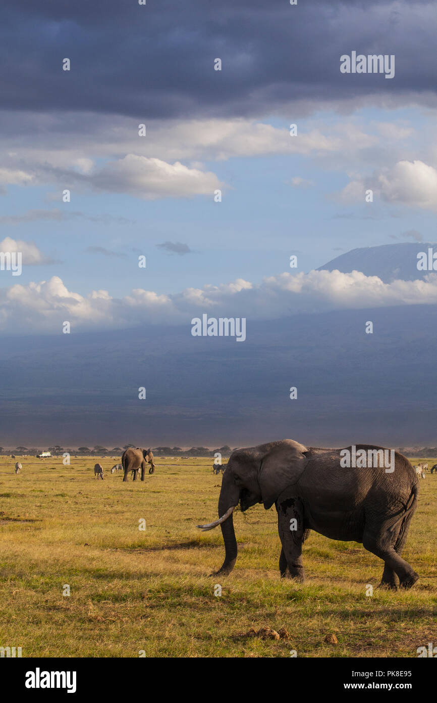 Amboseli National Park. Schöne Landschaft, majestätische Sicht auf den Mount Kilimanjaro und Elefanten... Stockfoto