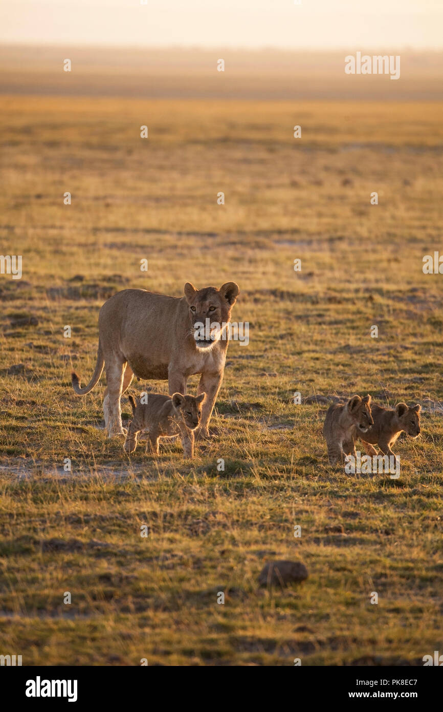 Mama lion ersucht die übrigen vier Jungen aus dem offenen Raum zum Rückzug in den Busch - eine große Menge von Safari Maschinen ihr abzulenken. Amboseli Nati Stockfoto