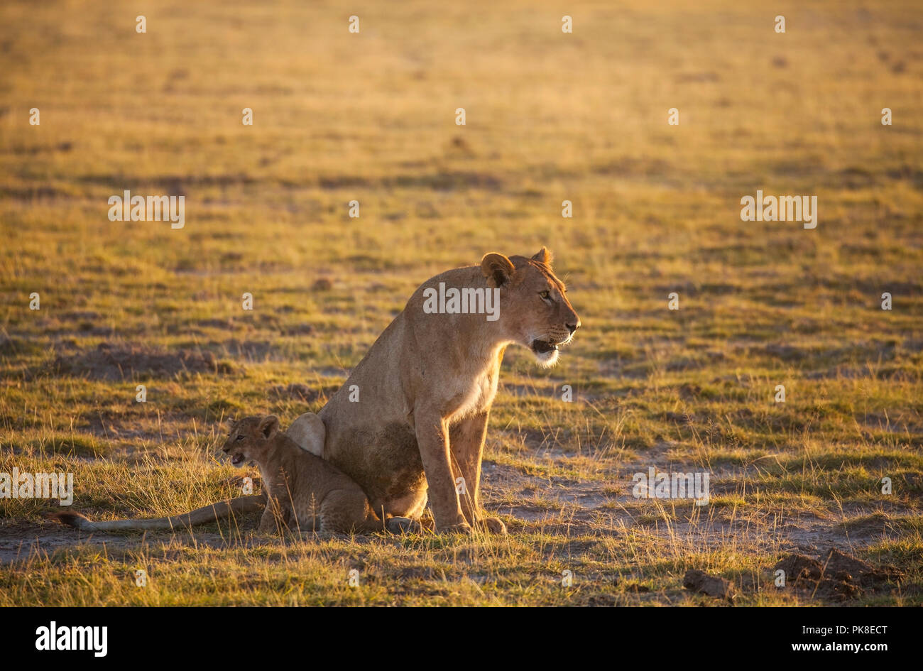 Mama lion ersucht die übrigen vier Jungen aus dem offenen Raum zum Rückzug in den Busch - eine große Menge von Safari Maschinen ihr abzulenken. Amboseli Nati Stockfoto