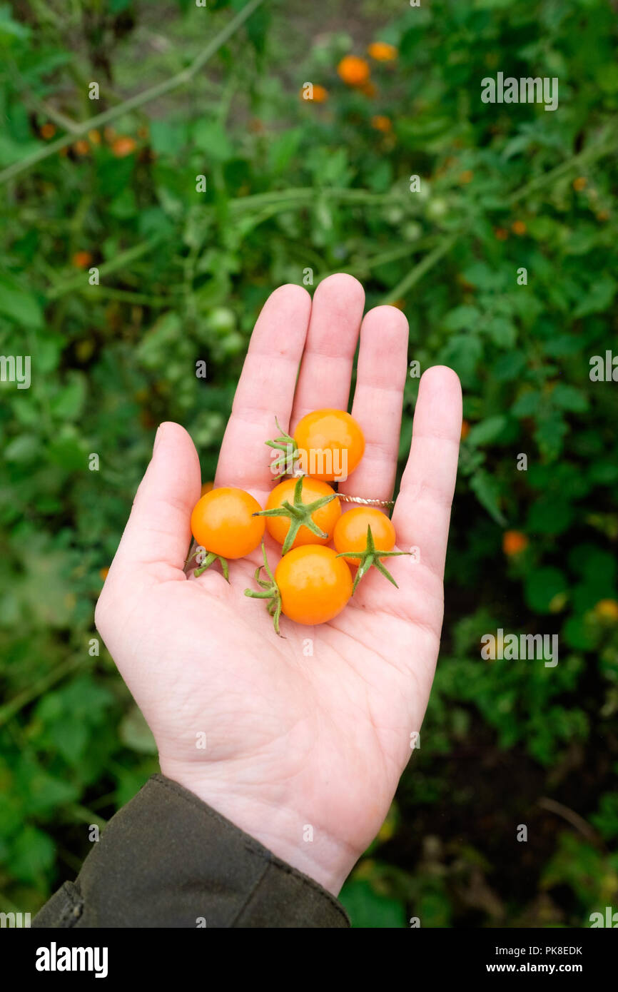 Eine Handvoll sungold Tomaten in einem Gemüsegarten in New Jersey, USA geerntet. Stockfoto