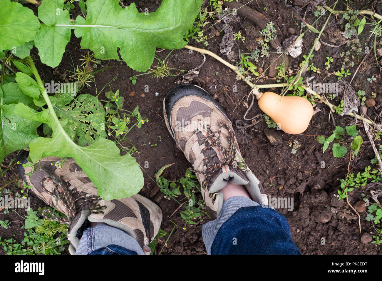 Honeynut Squash, eine relativ neue Sorte von Winter Squash, wachsen in einem Gemüsegarten. Stockfoto
