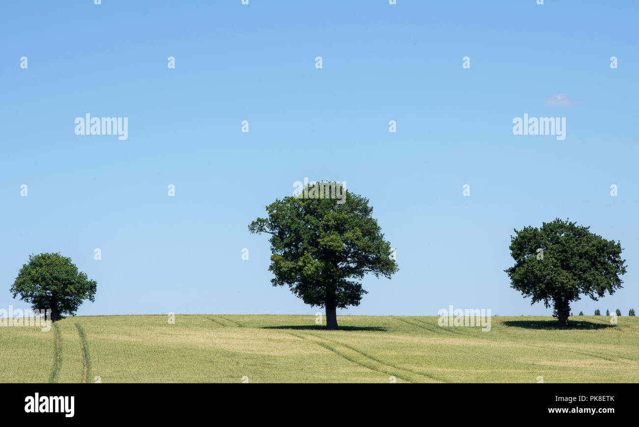 Eichen (Quercus robur) in reifenden Getreide Feld Stockfoto